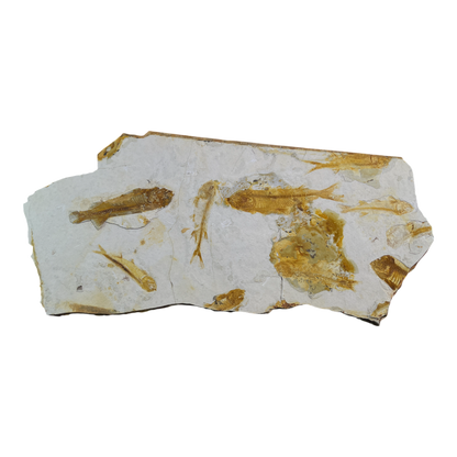 Fish Fossil