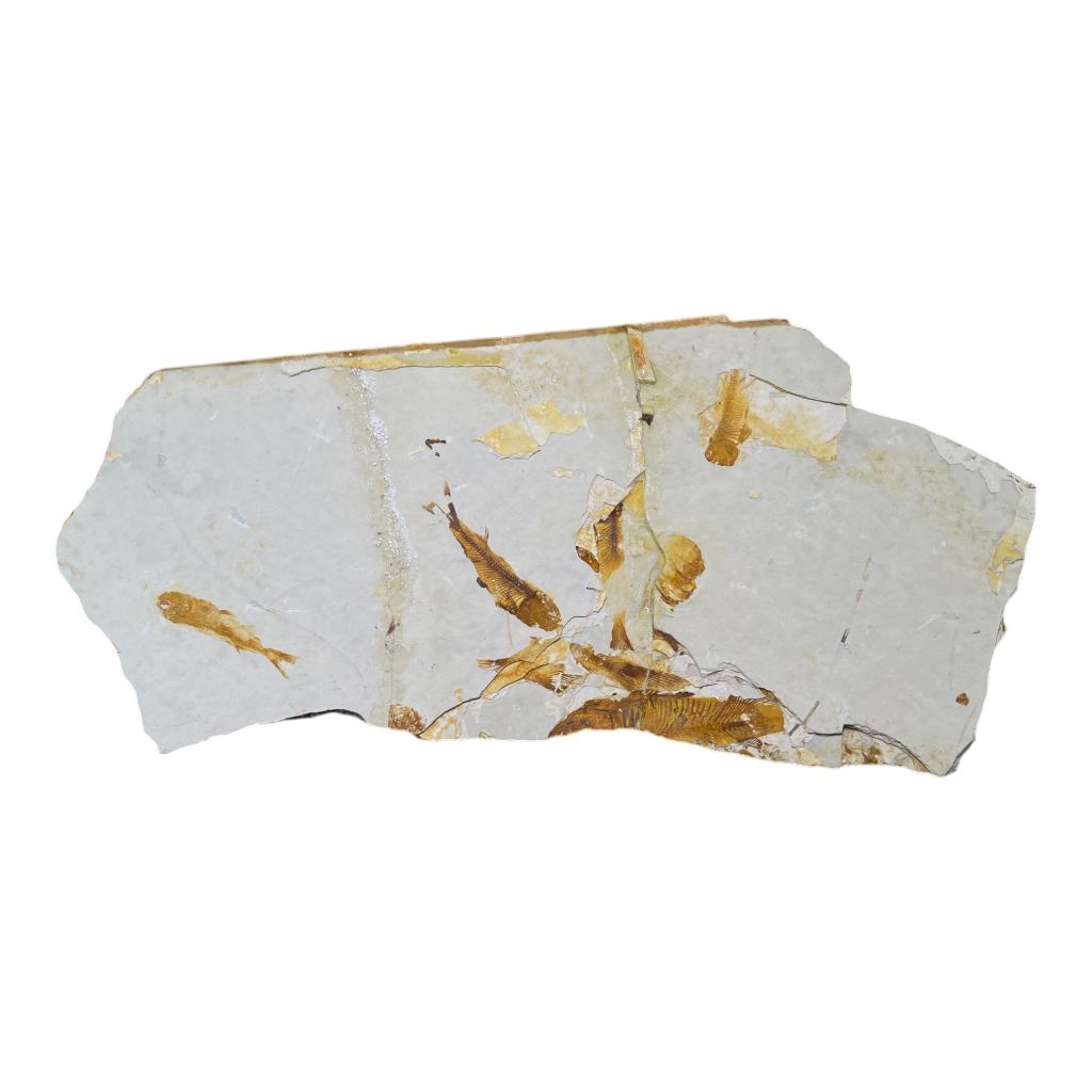 Fish Fossil