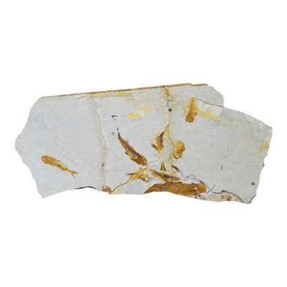 Fish Fossil