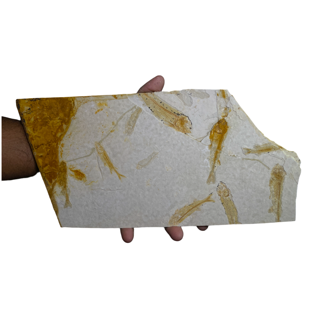 Fish Fossil