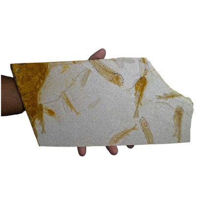 Fish Fossil