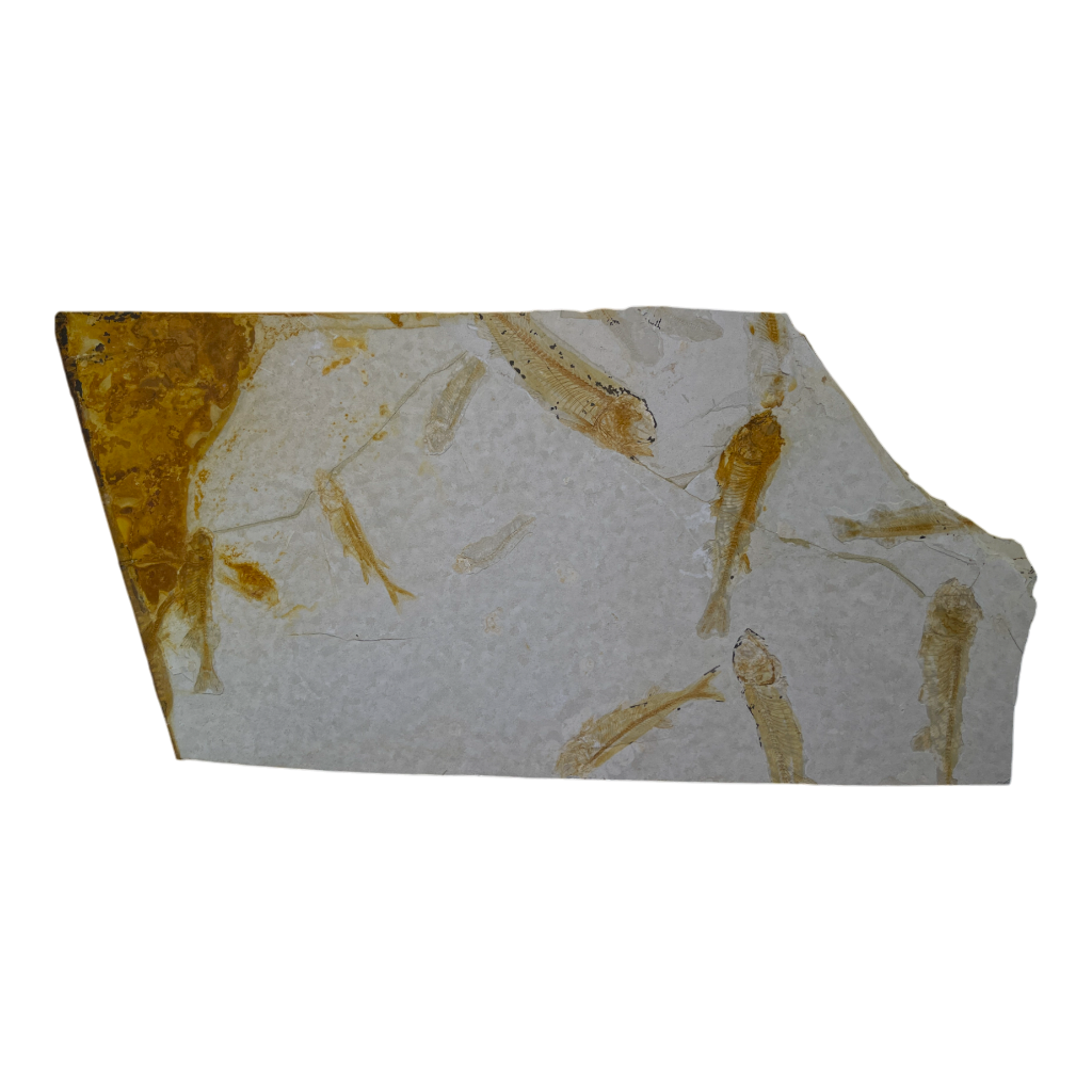 Fish Fossil