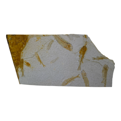 Fish Fossil