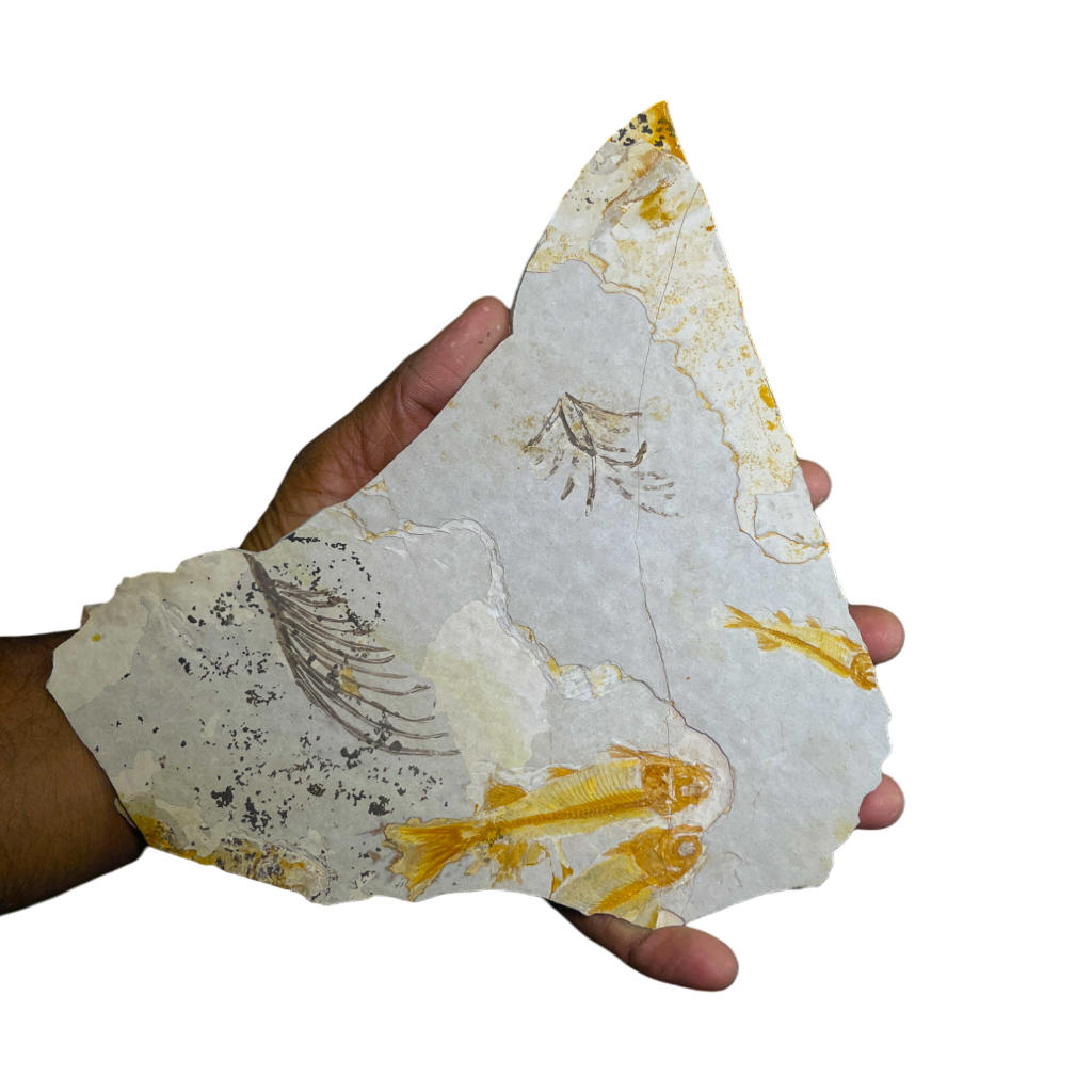 Fish Fossil
