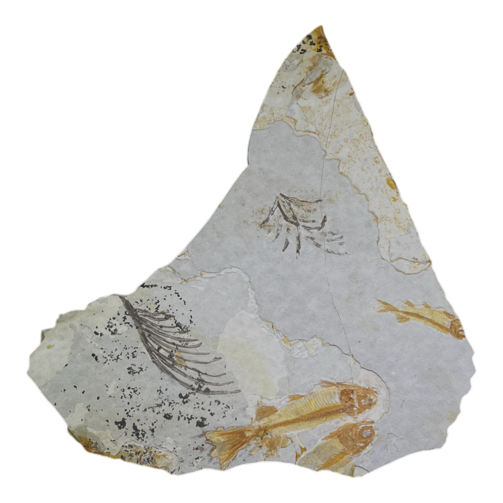 Fish Fossil
