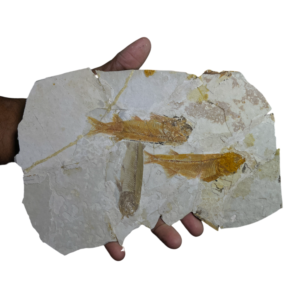 Fish Fossil