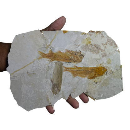 Fish Fossil