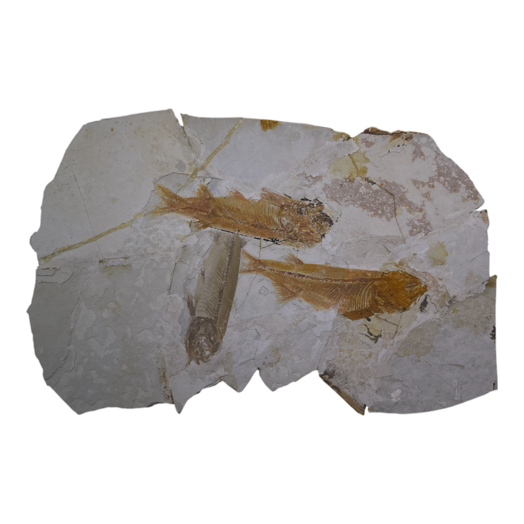 Fish Fossil