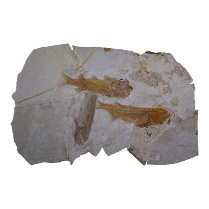 Fish Fossil