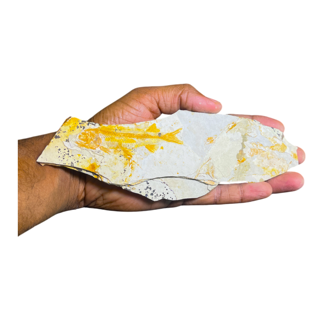 Fish Fossil