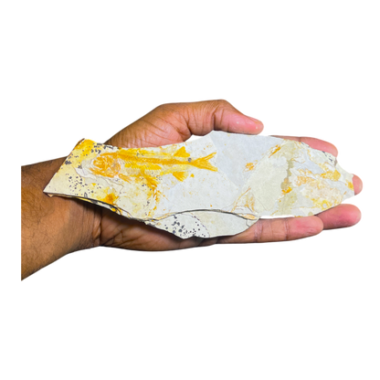 Fish Fossil