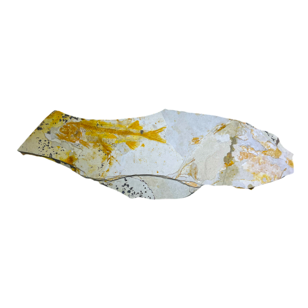 Fish Fossil