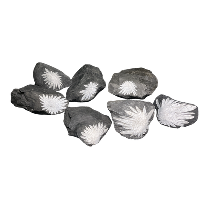 Chrysanthemum