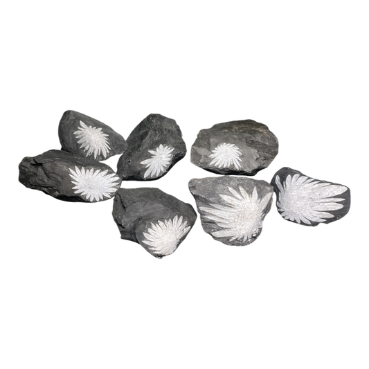 Chrysanthemum