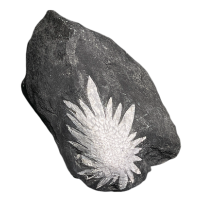 Chrysanthemum