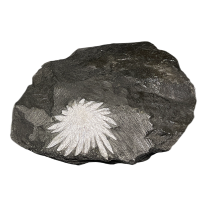 Chrysanthemum