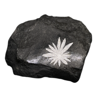 Chrysanthemum