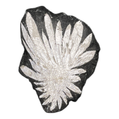 Chrysanthemum
