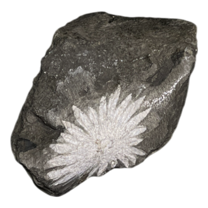 Chrysanthemum