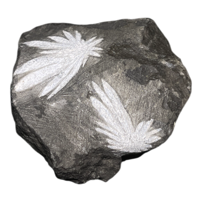 Chrysanthemum