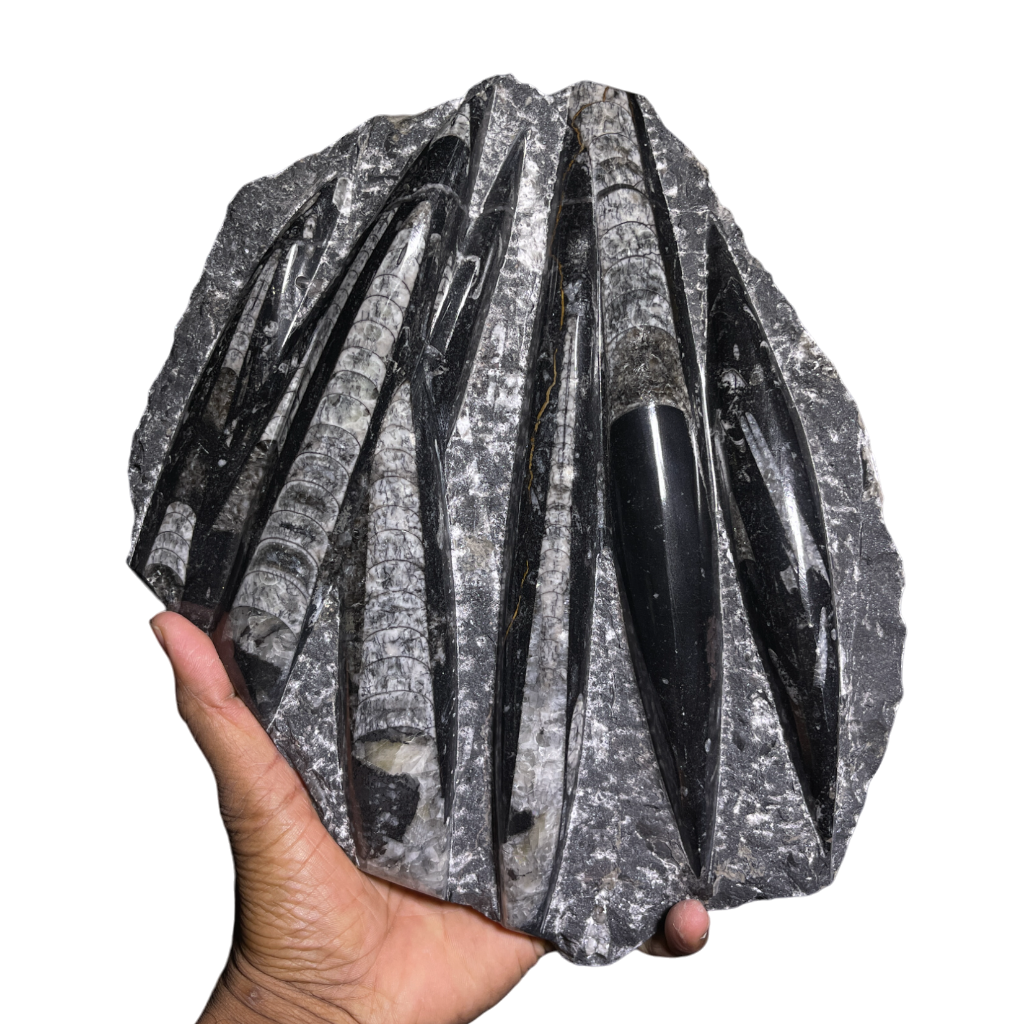 Orthoceras