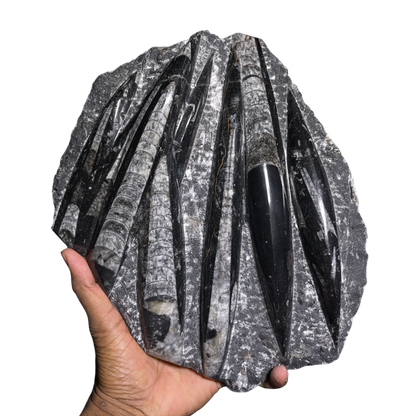 Orthoceras