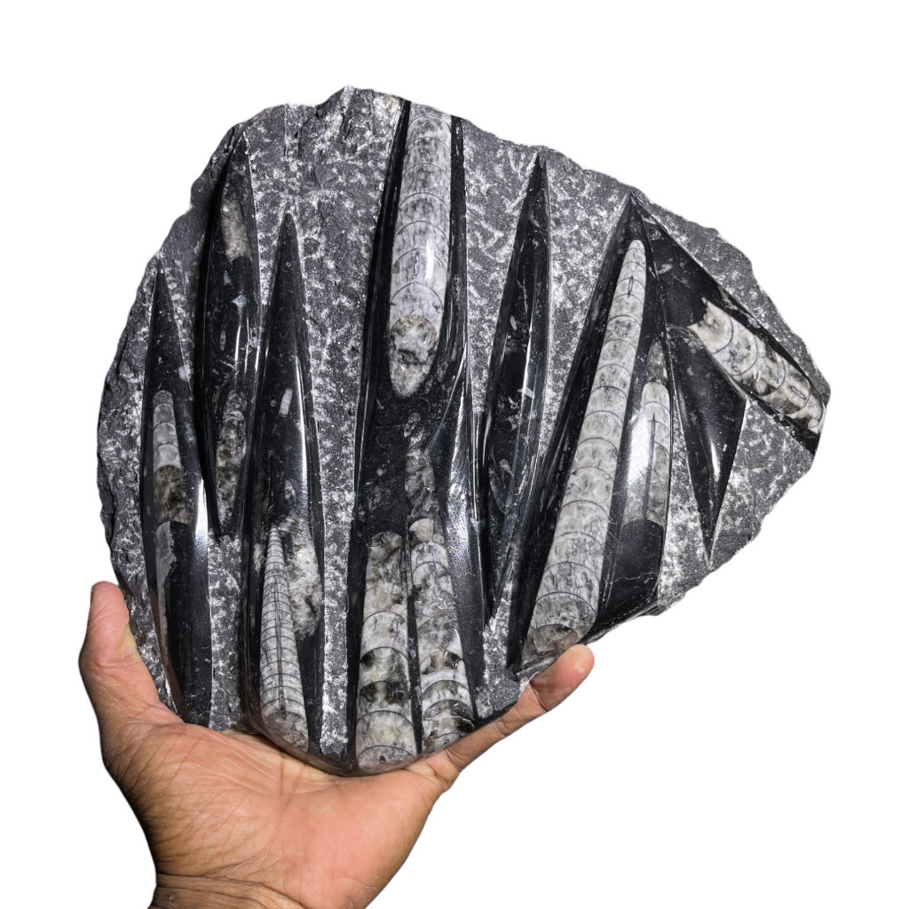 Orthoceras