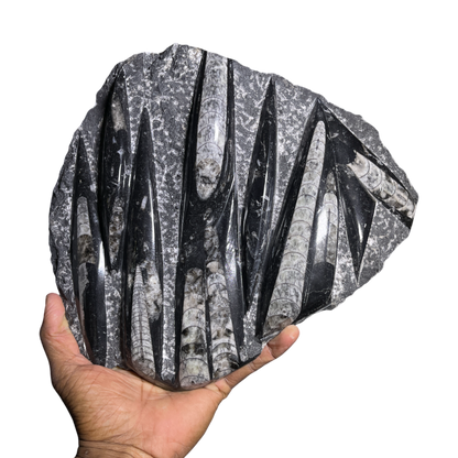 Orthoceras