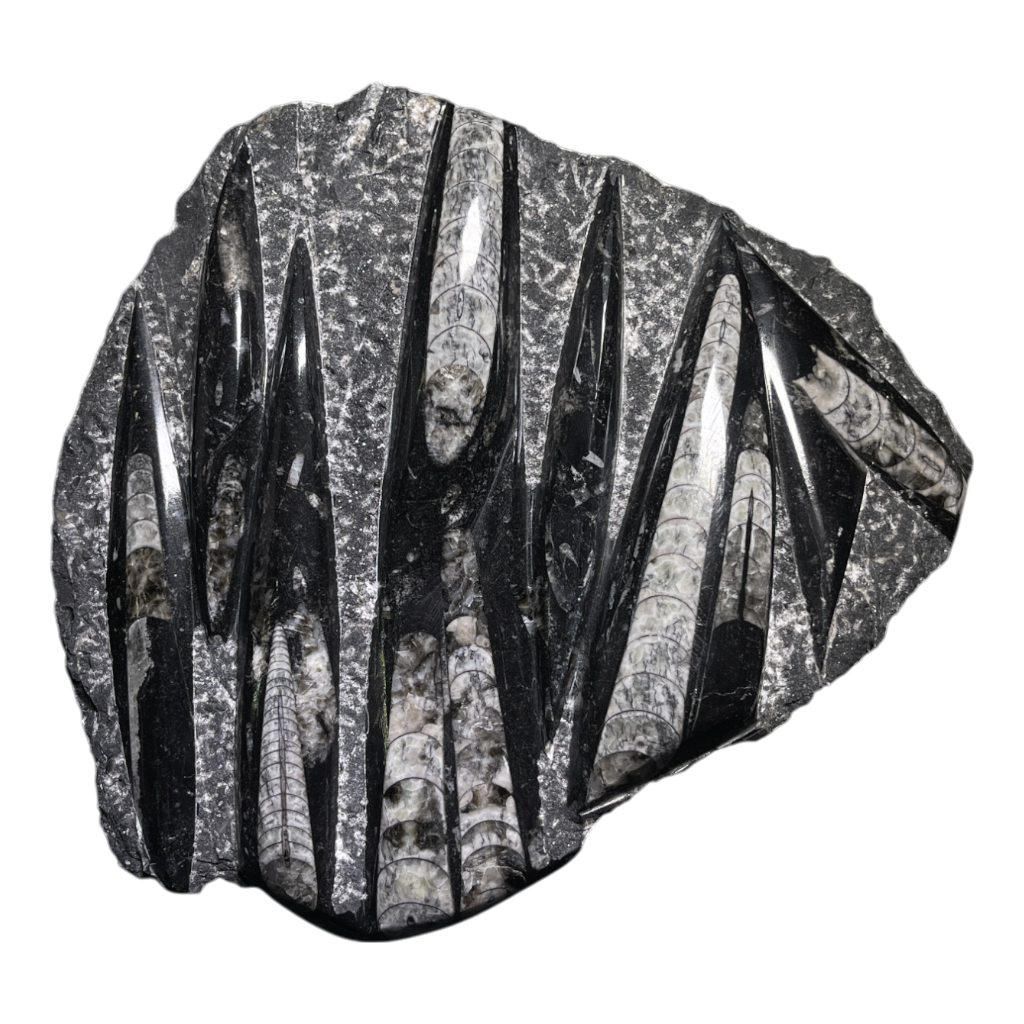 Orthoceras