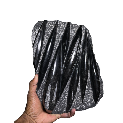 Orthoceras