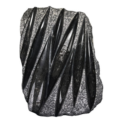 Orthoceras