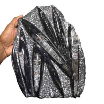 Orthoceras