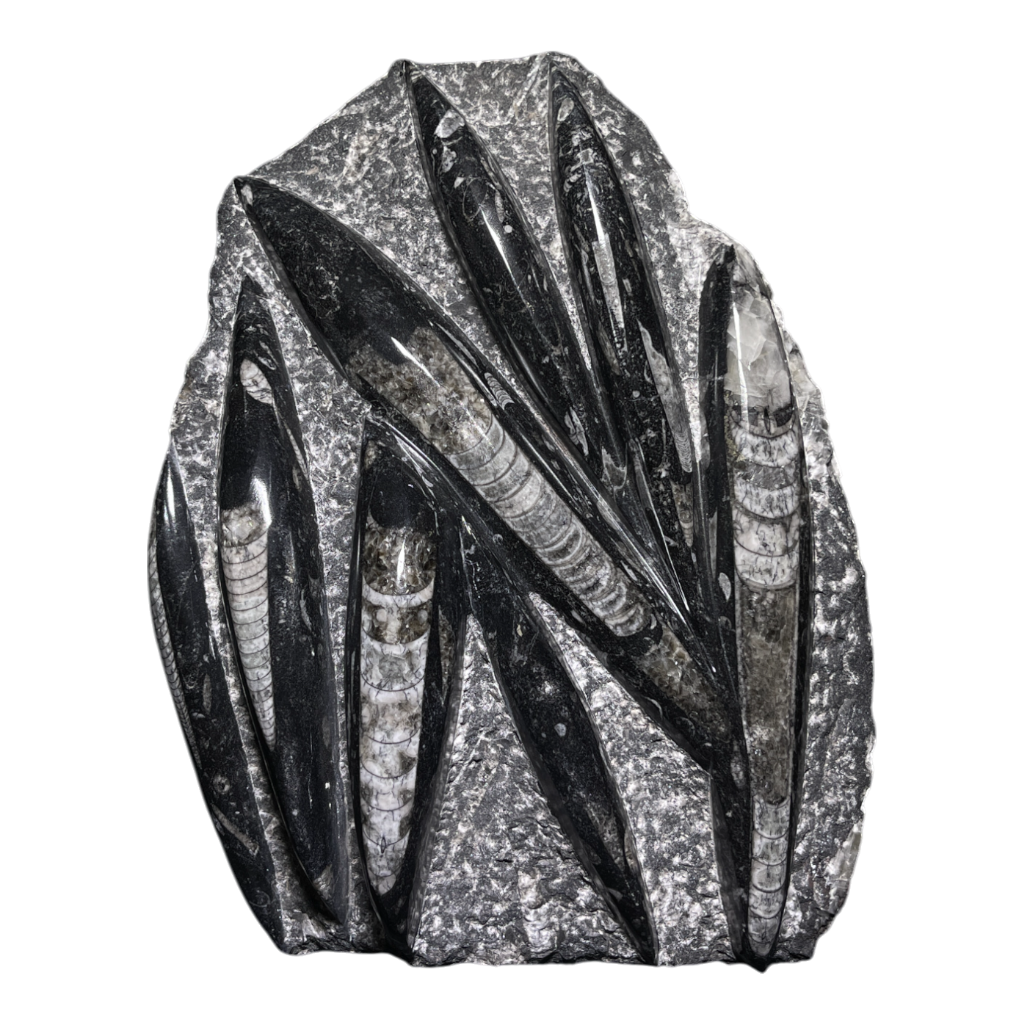 Orthoceras