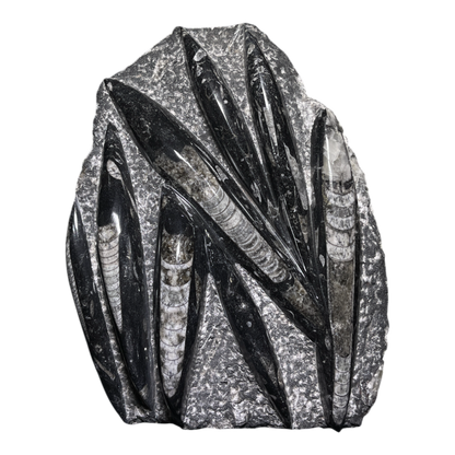 Orthoceras