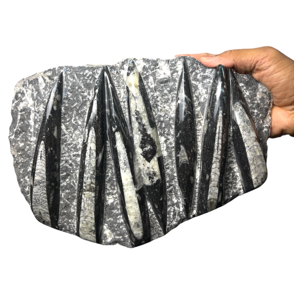 Orthoceras
