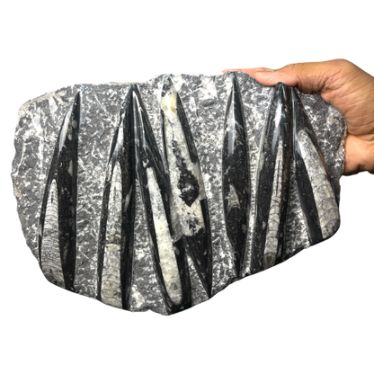 Orthoceras