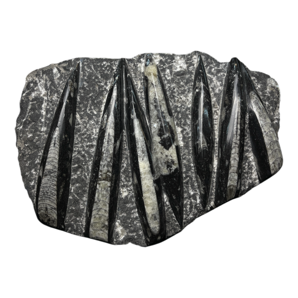 Orthoceras