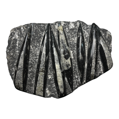 Orthoceras
