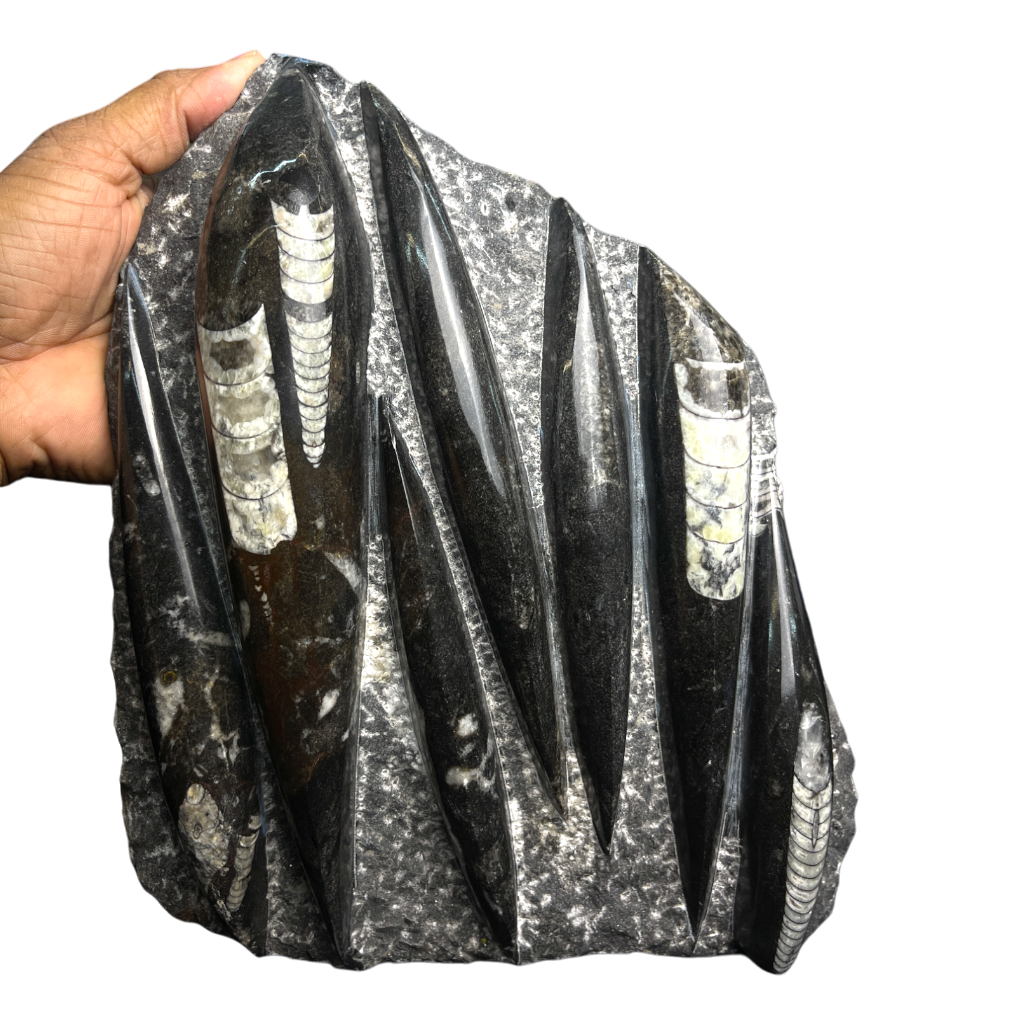 Orthoceras