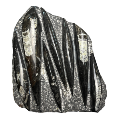 Orthoceras