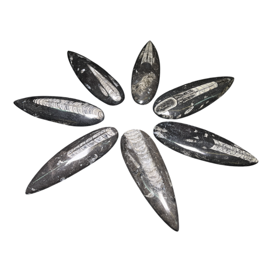 Orthoceras Fossil