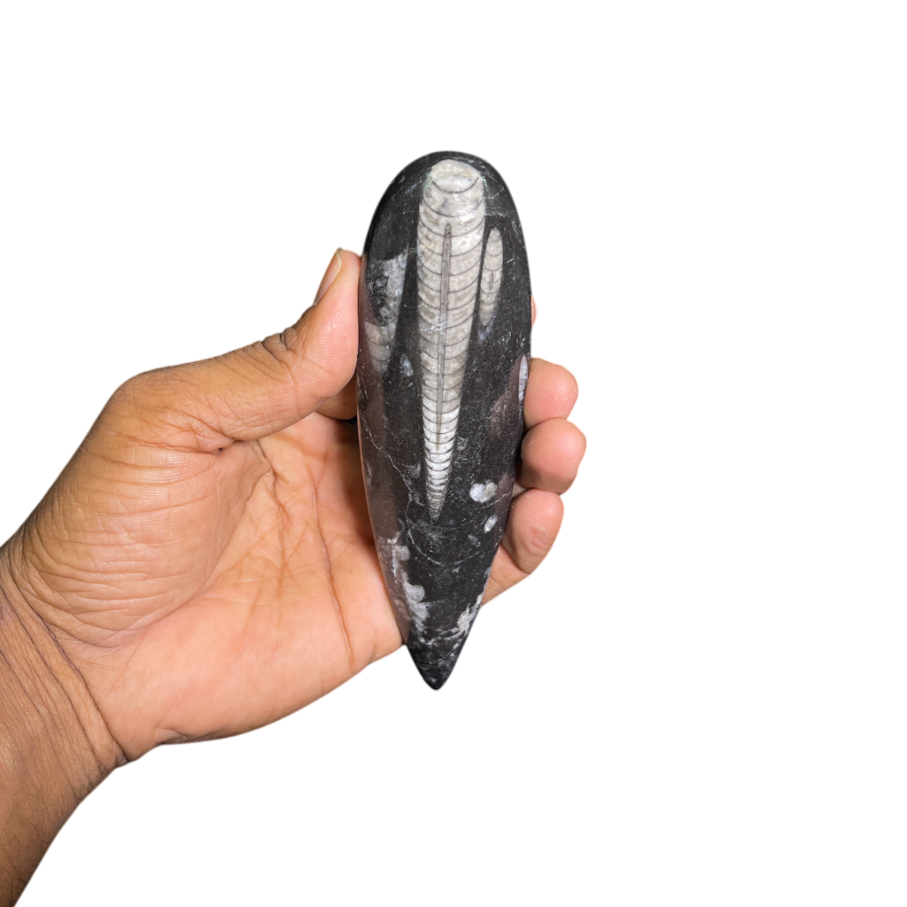 Orthoceras Fossil