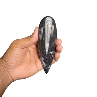 Orthoceras Fossil