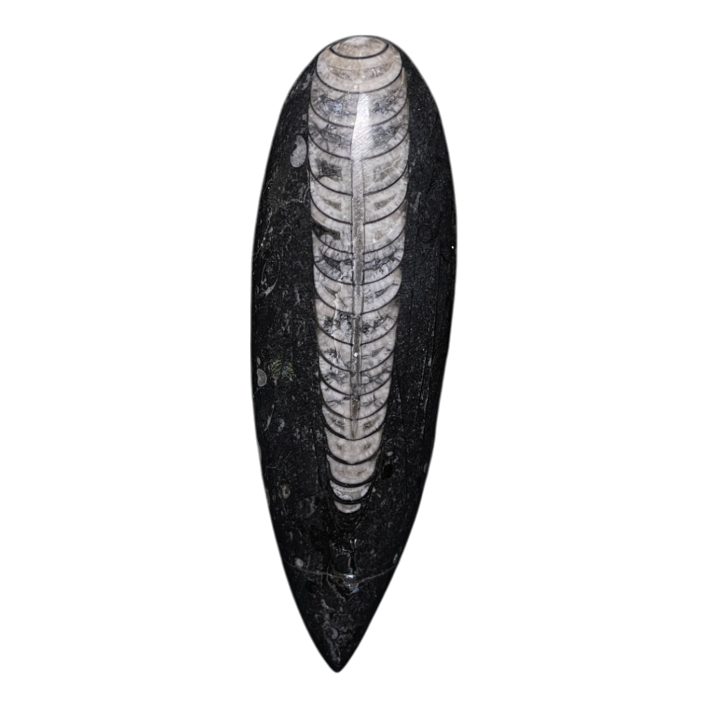 Orthoceras Fossil