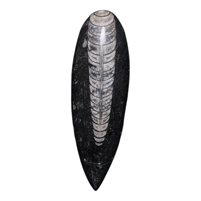 Orthoceras Fossil