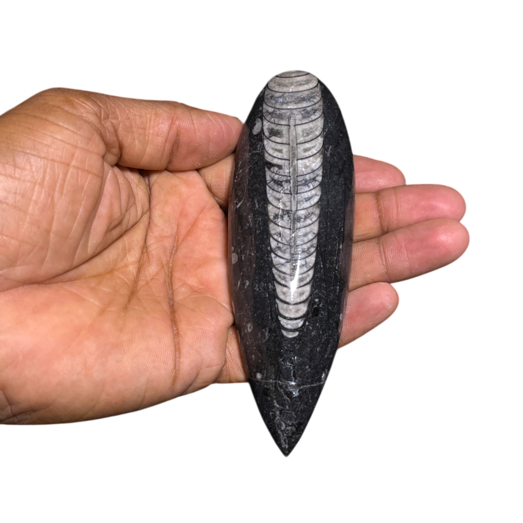 Orthoceras Fossil