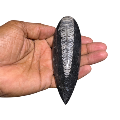 Orthoceras Fossil