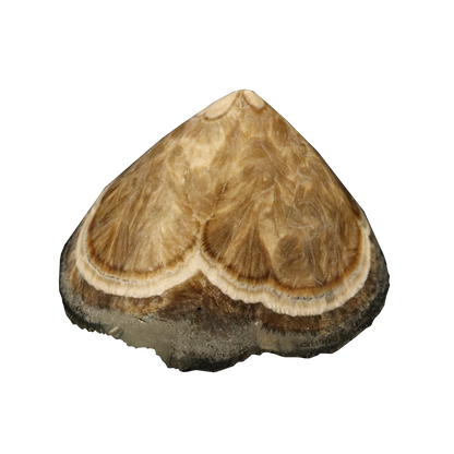 Baryte, Marcasite