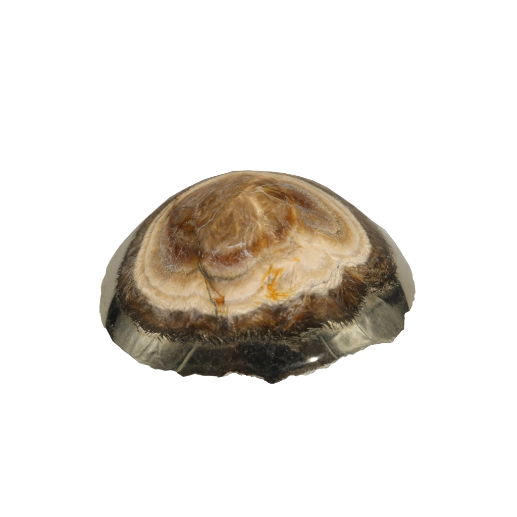 Baryte, Marcasite
