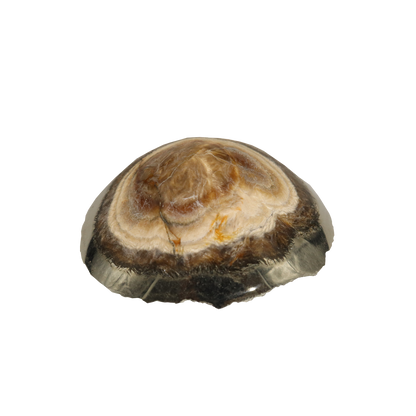 Baryte, Marcasite